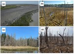 Processes and mechanisms of coastal woody-plant mortality